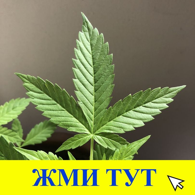 Купить наркотики в Кызыле